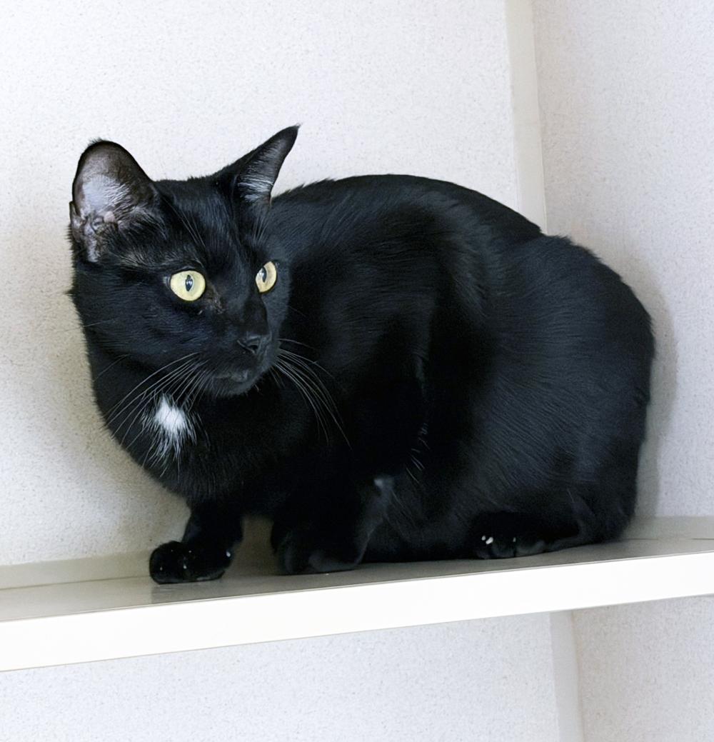 Enlarge BINX - MY ADOPTION FEE IS HALF PRICE IN JUNE, a ADOPTABLE Domestic Short Hair in San Clemente, CA image 2/2