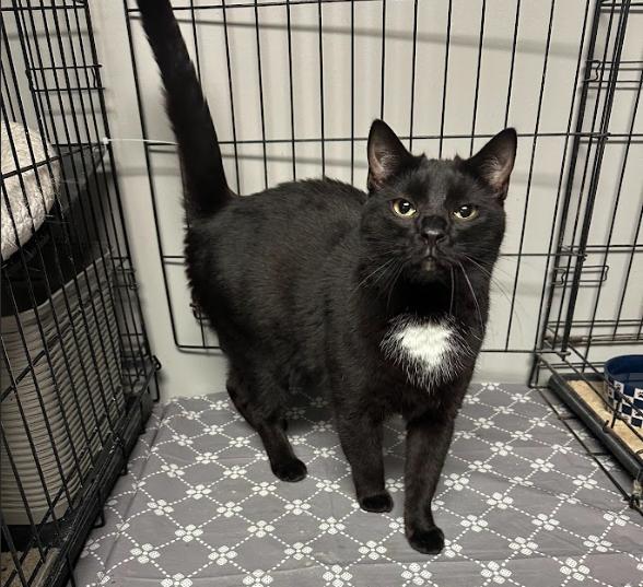 Enlarge Sydney, a Adoptable Domestic Short Hair in Rochester, NY image 1/2