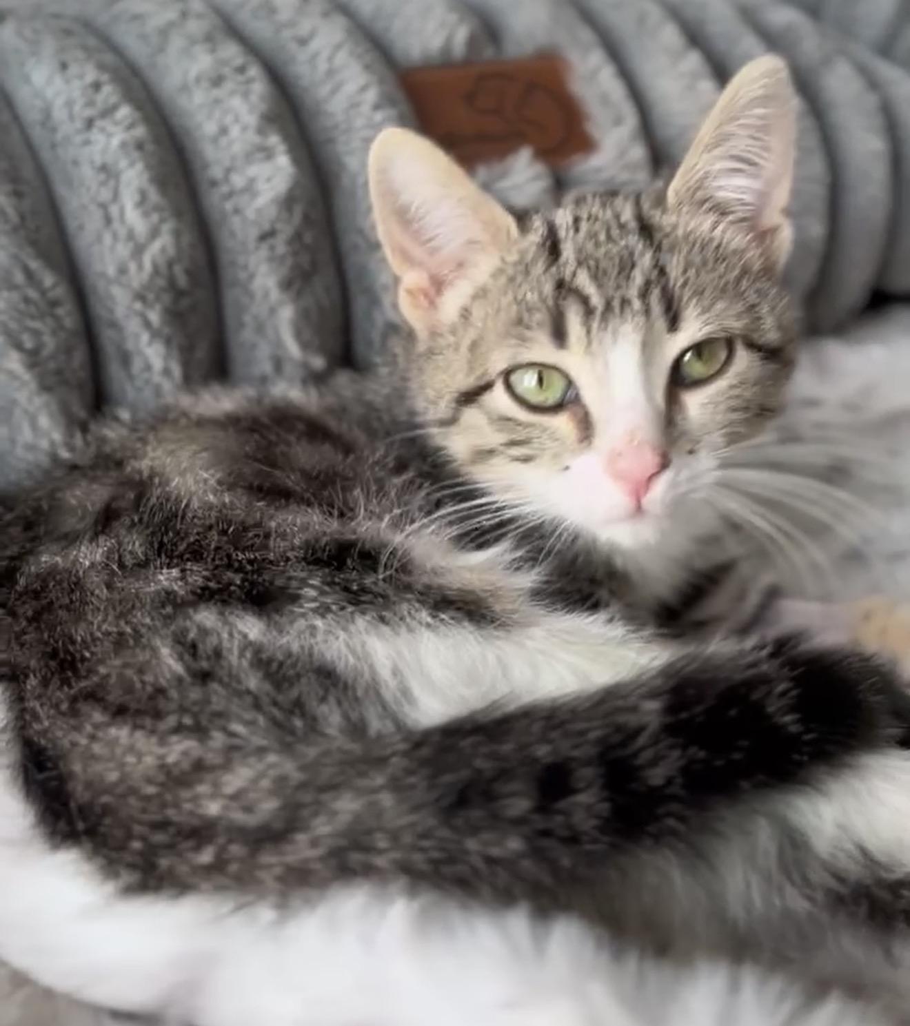 Enlarge CHUYA, an adoptable Domestic Short Hair in Wyandotte, MI image 1/1