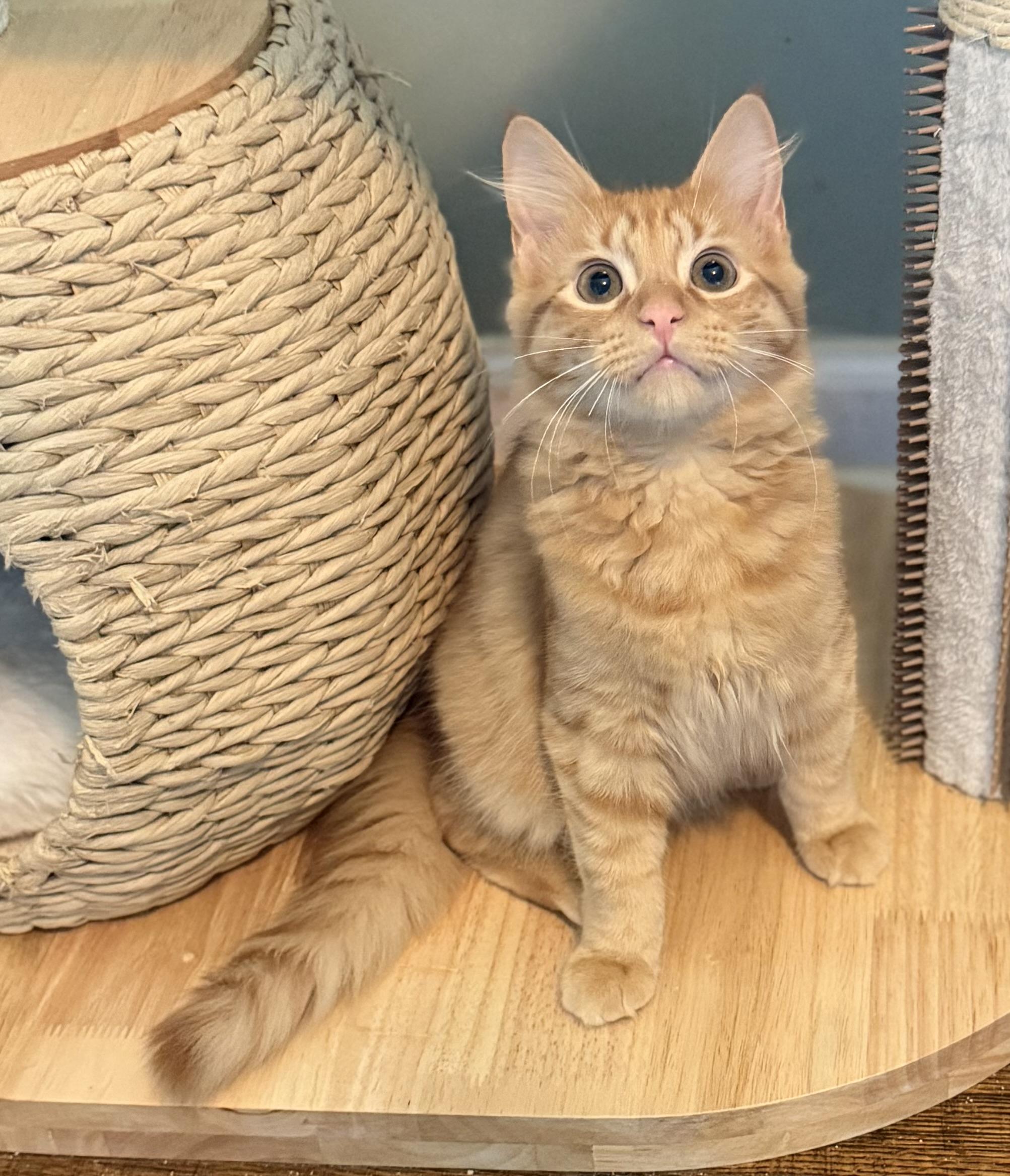 Toji, ADOPTABLE, Kitten Male Domestic Long Hair.