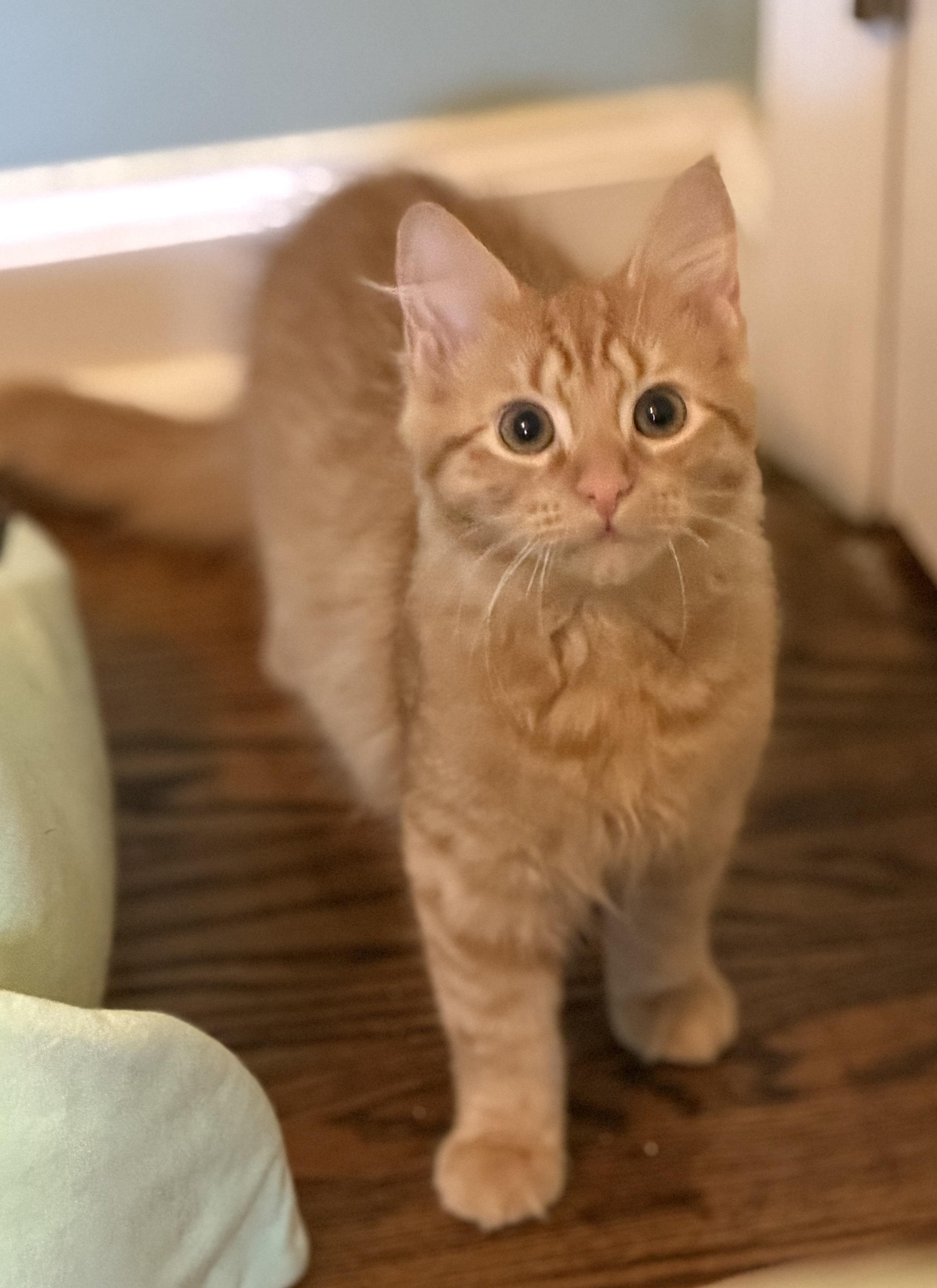 Toji, a ADOPTABLE Domestic Long Hair in Hixson, TN image 4/4