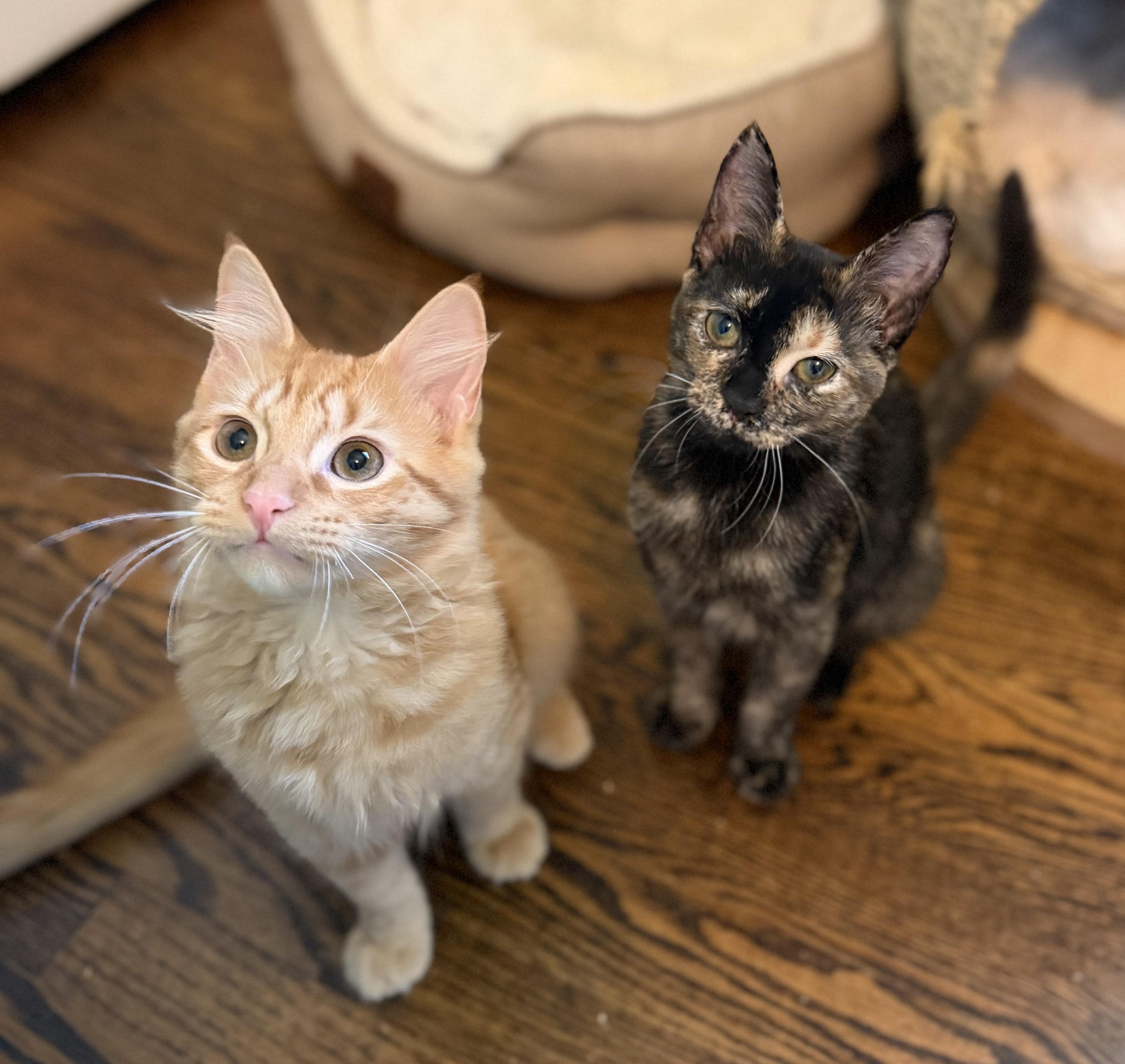 Toji, a ADOPTABLE Domestic Long Hair in Hixson, TN image 2/4