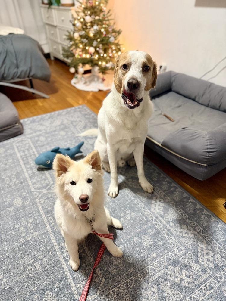 Enlarge Bongbong, a Adoptable Jindo in Long Island City, NY image 1/6