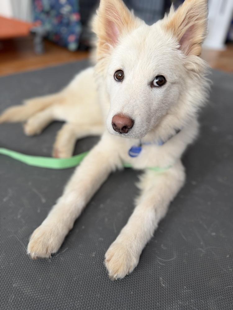 Enlarge Bongbong, a Adoptable Jindo in Long Island City, NY image 2/6