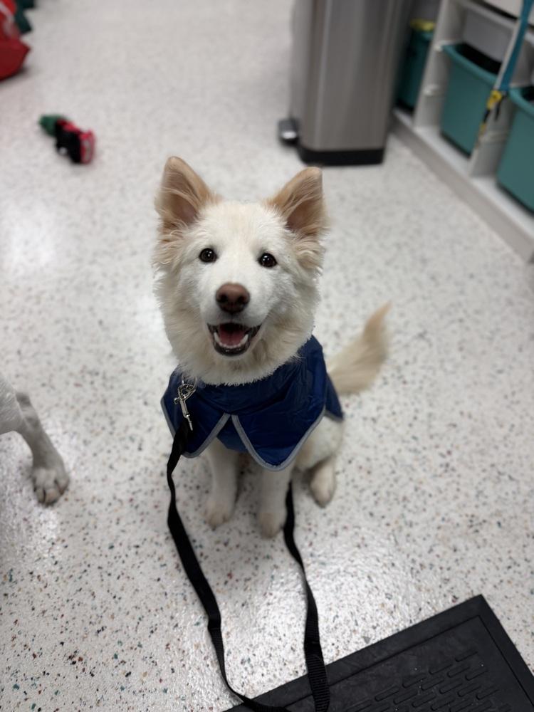 Enlarge Bongbong, a Adoptable Jindo in Long Island City, NY image 3/6