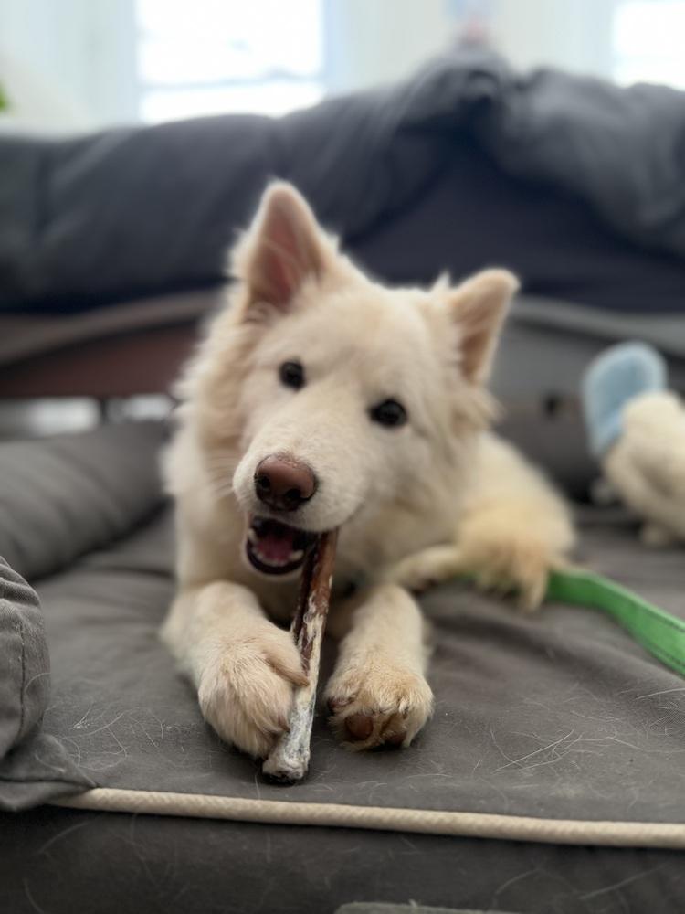 Enlarge Bongbong, a Adoptable Jindo in Long Island City, NY image 4/6