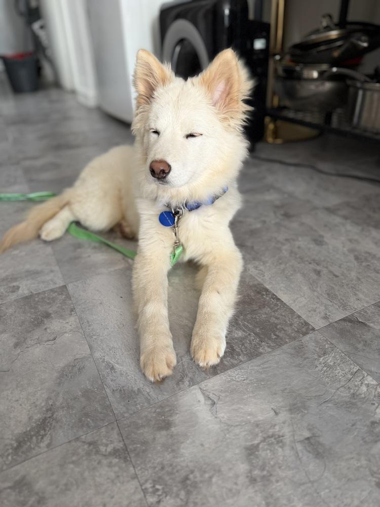 Enlarge Bongbong, a Adoptable Jindo in Long Island City, NY image 5/6