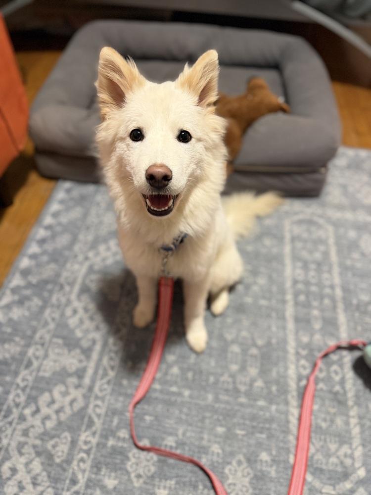 Enlarge Bongbong, a Adoptable Jindo in Long Island City, NY image 6/6