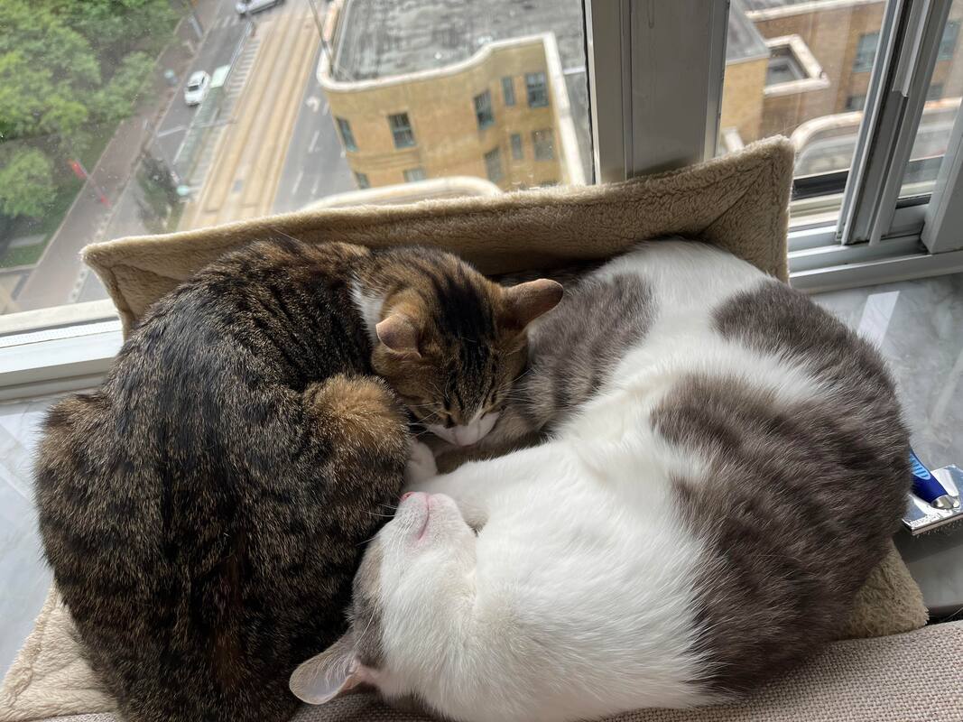 Vinny & Von, adoptable, Young Male Domestic Short Hair.