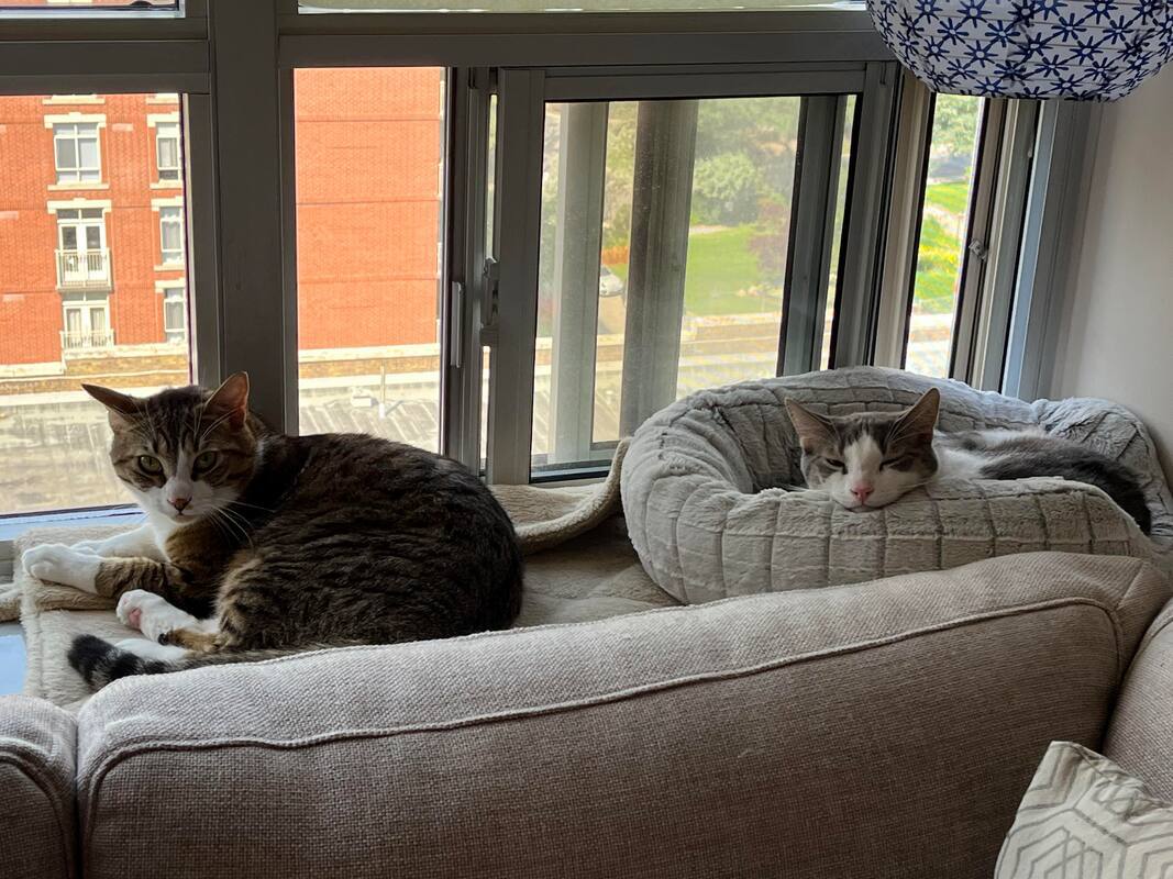 Enlarge Vinny & Von, an adoptable Domestic Short Hair in Mississauga, ON image 2/4