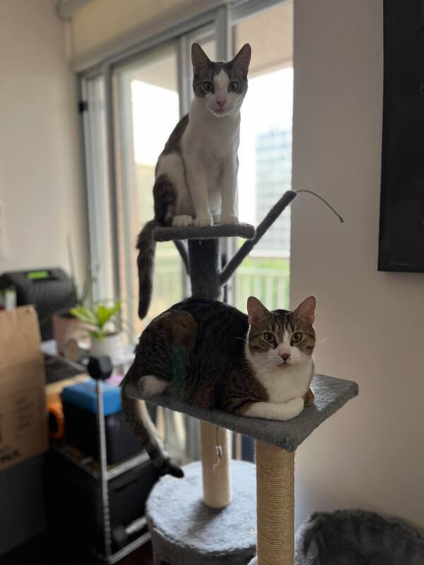 Enlarge Vinny & Von, an adoptable Domestic Short Hair in Mississauga, ON image 4/4