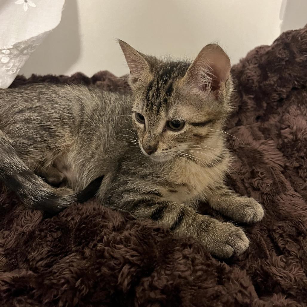 Mocha, Adoptable, Kitten Male Domestic Short Hair.