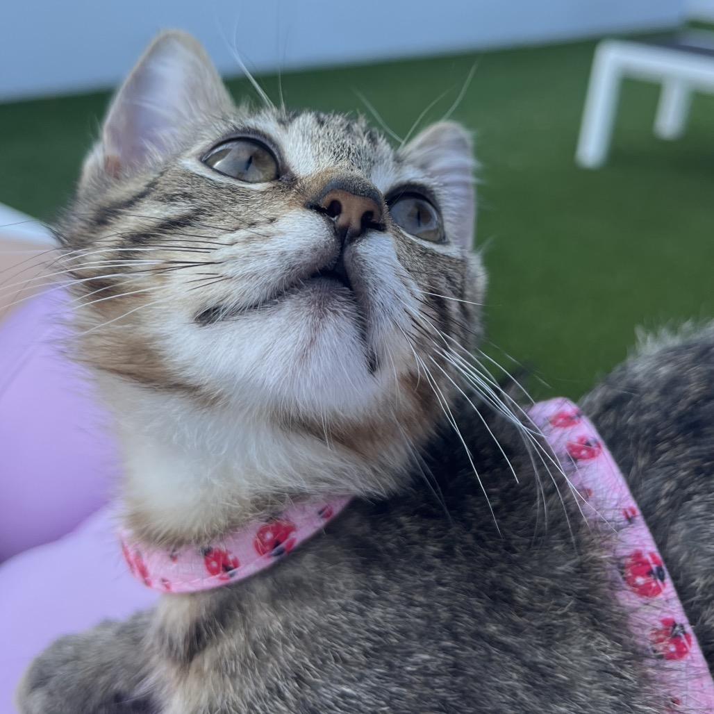 Enlarge Mocha, a Adoptable Domestic Short Hair in Escondido, CA image 2/6