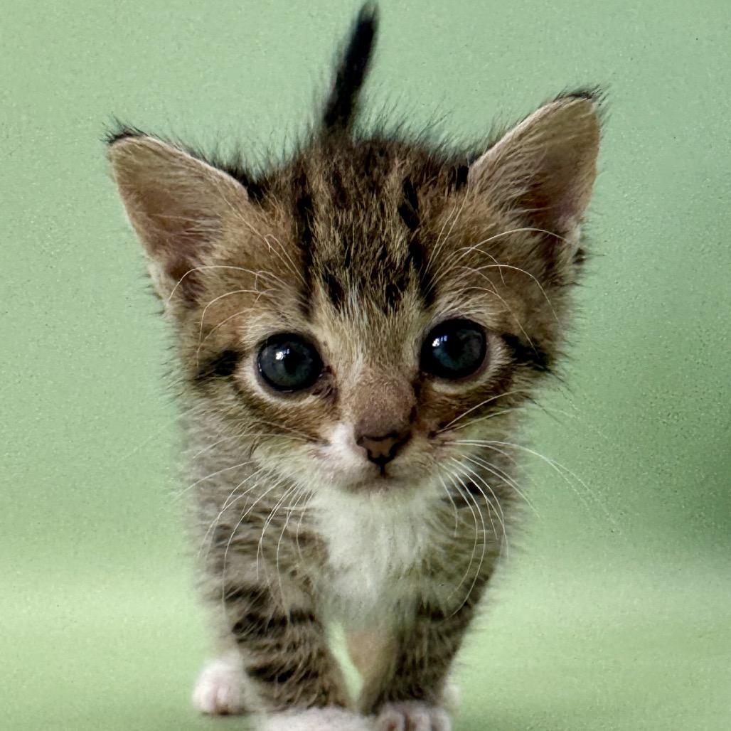 Mocha, Adoptable, Kitten Male Domestic Short Hair.