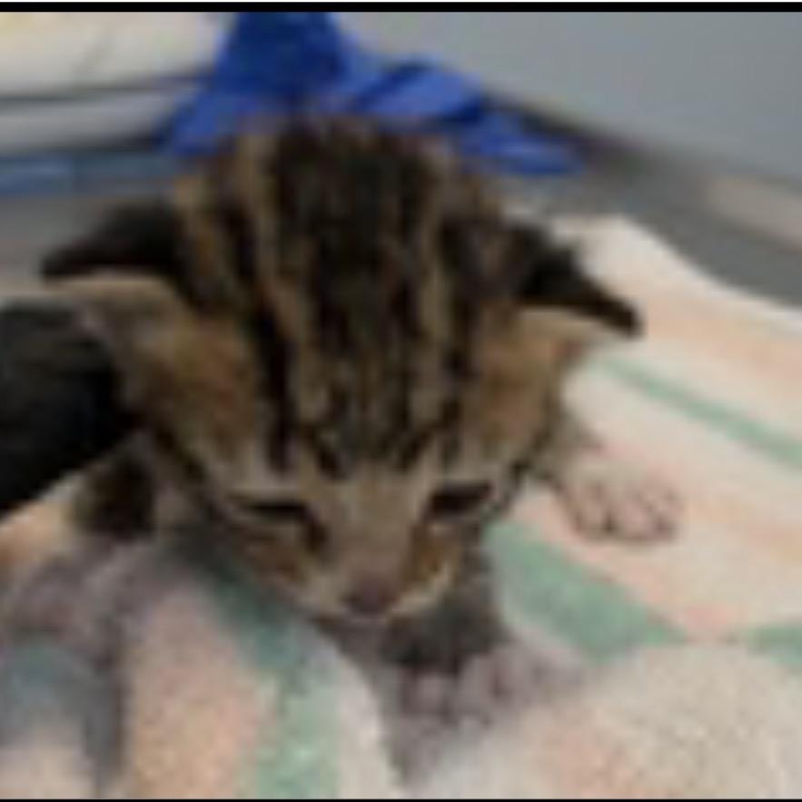 Enlarge Mocha, a Adoptable Domestic Short Hair in Escondido, CA image 2/3