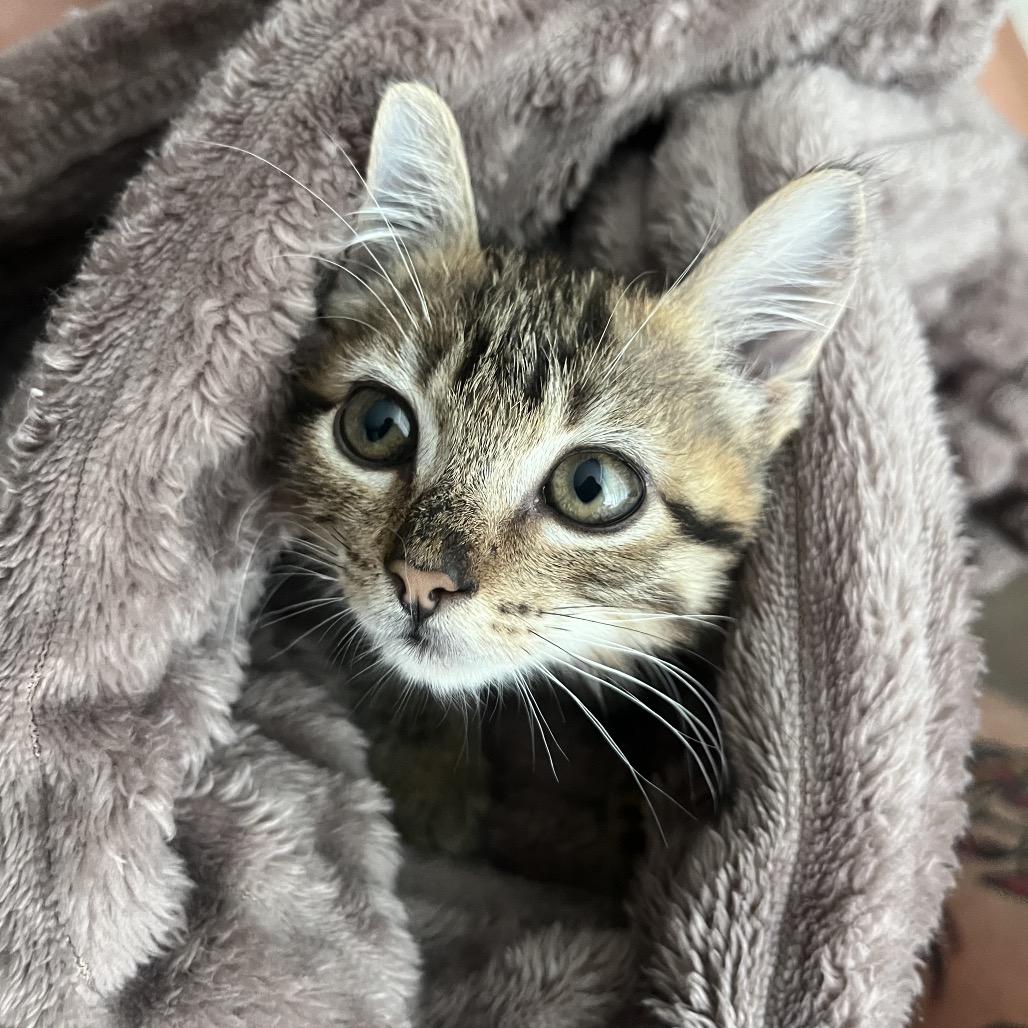 Enlarge Mocha, a Adoptable Domestic Short Hair in Escondido, CA image 4/6