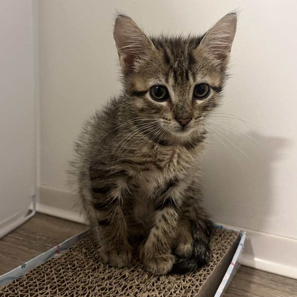 Enlarge Mocha, a Adoptable Domestic Short Hair in Escondido, CA image 6/6