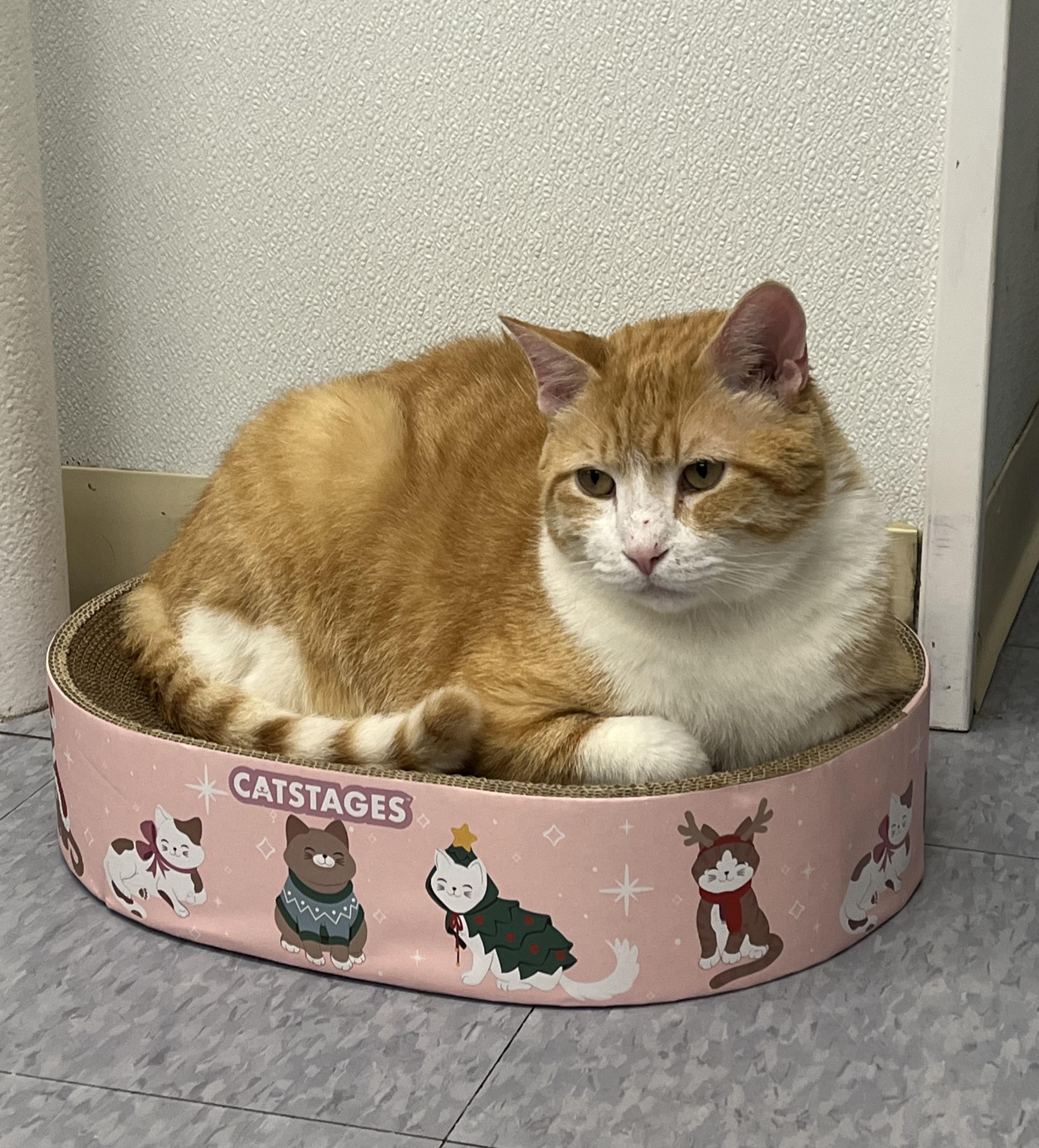 Enlarge Beau, a Adoptable Domestic Short Hair in Harrison, NY image 1/6