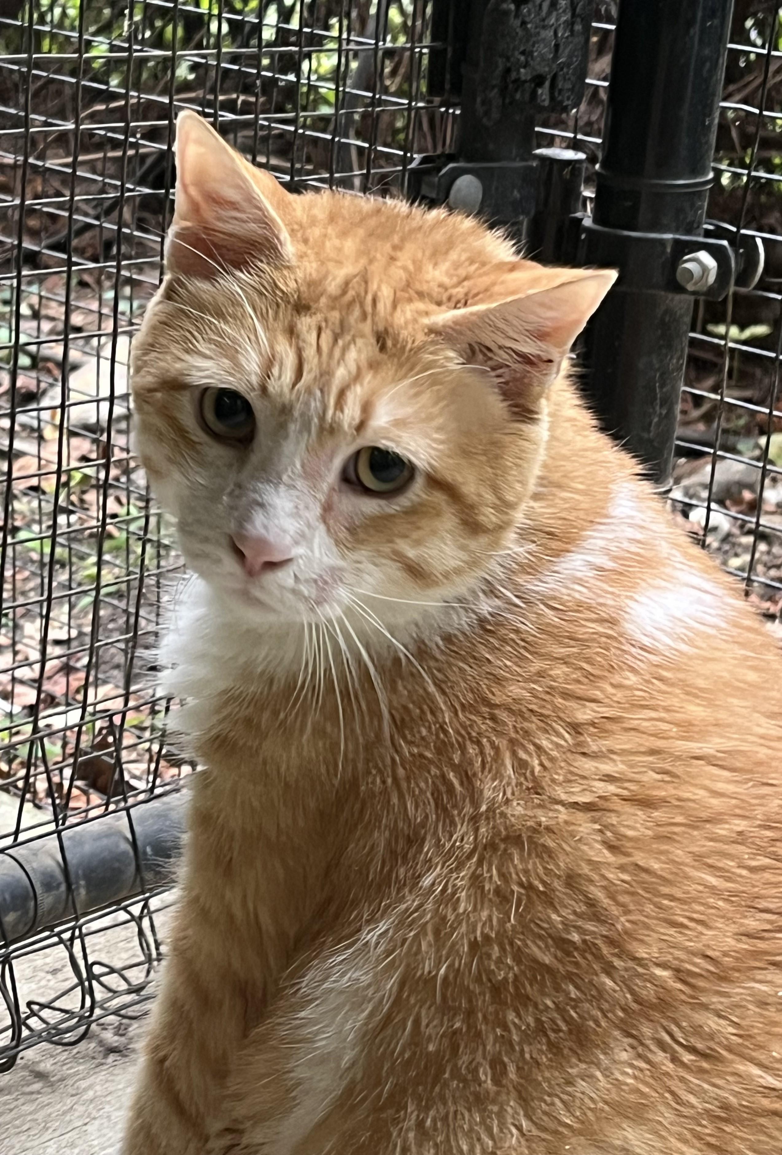 Enlarge Beau, a Adoptable Domestic Short Hair in Harrison, NY image 3/6