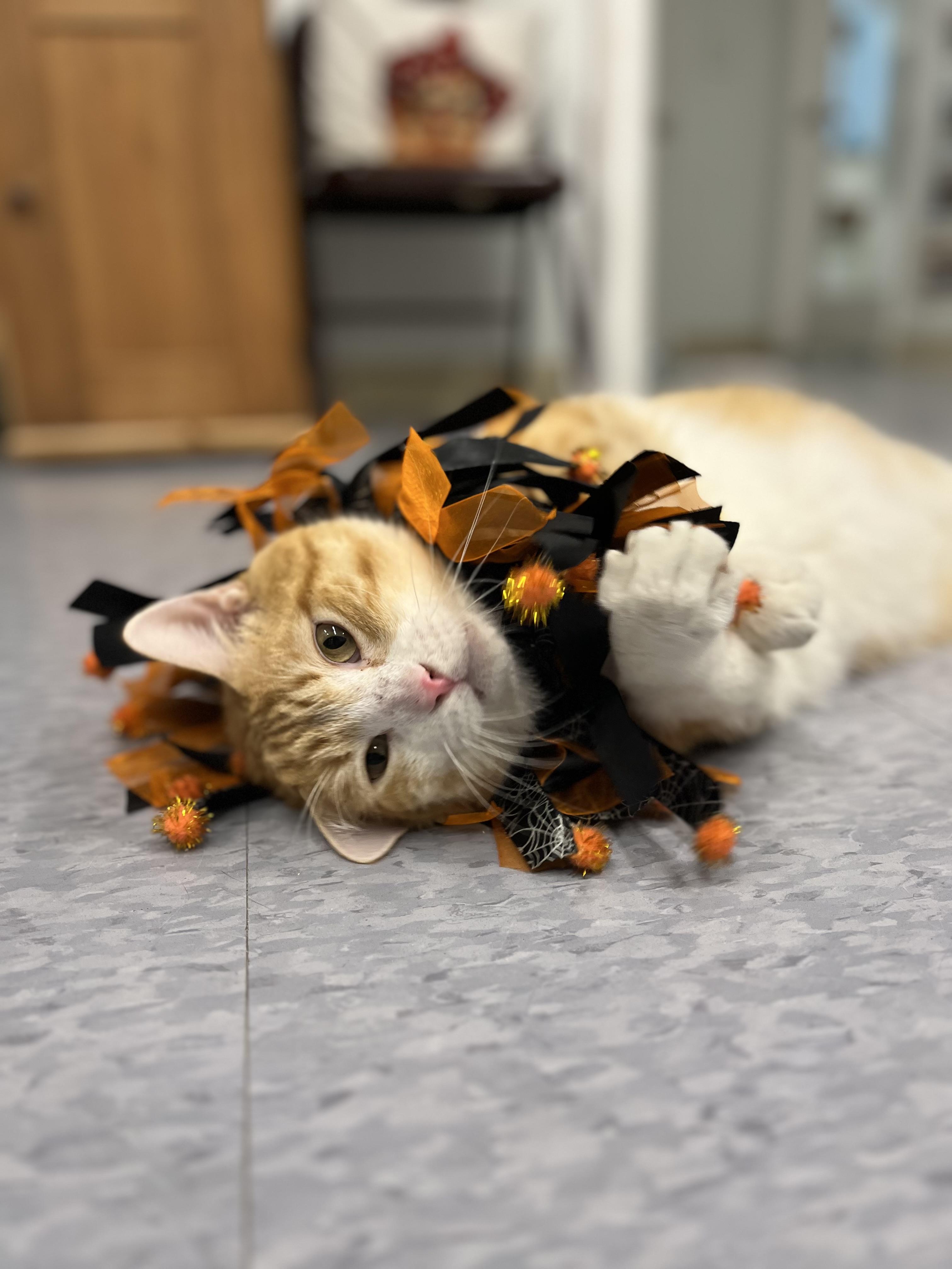 Enlarge Beau, a Adoptable Domestic Short Hair in Harrison, NY image 4/6