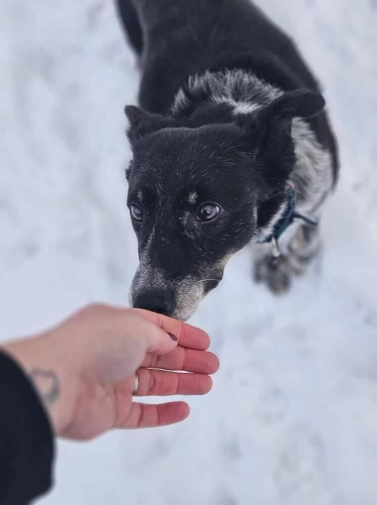 Ceci, a Adoptable Mixed Breed in Wausau, WI image 3/6