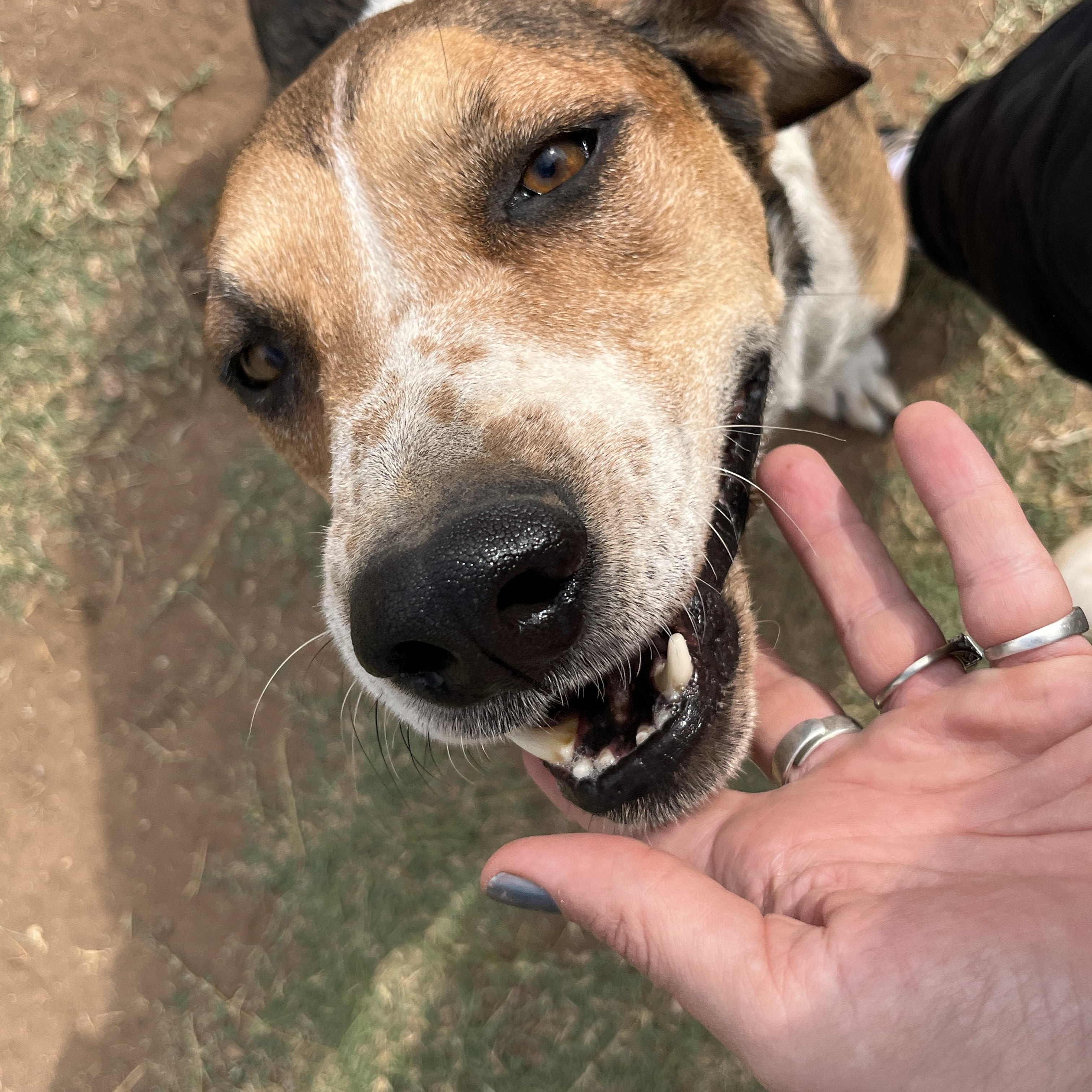 Big Jake, a Adoptable mixed breed in Moscow, PA image 2/6