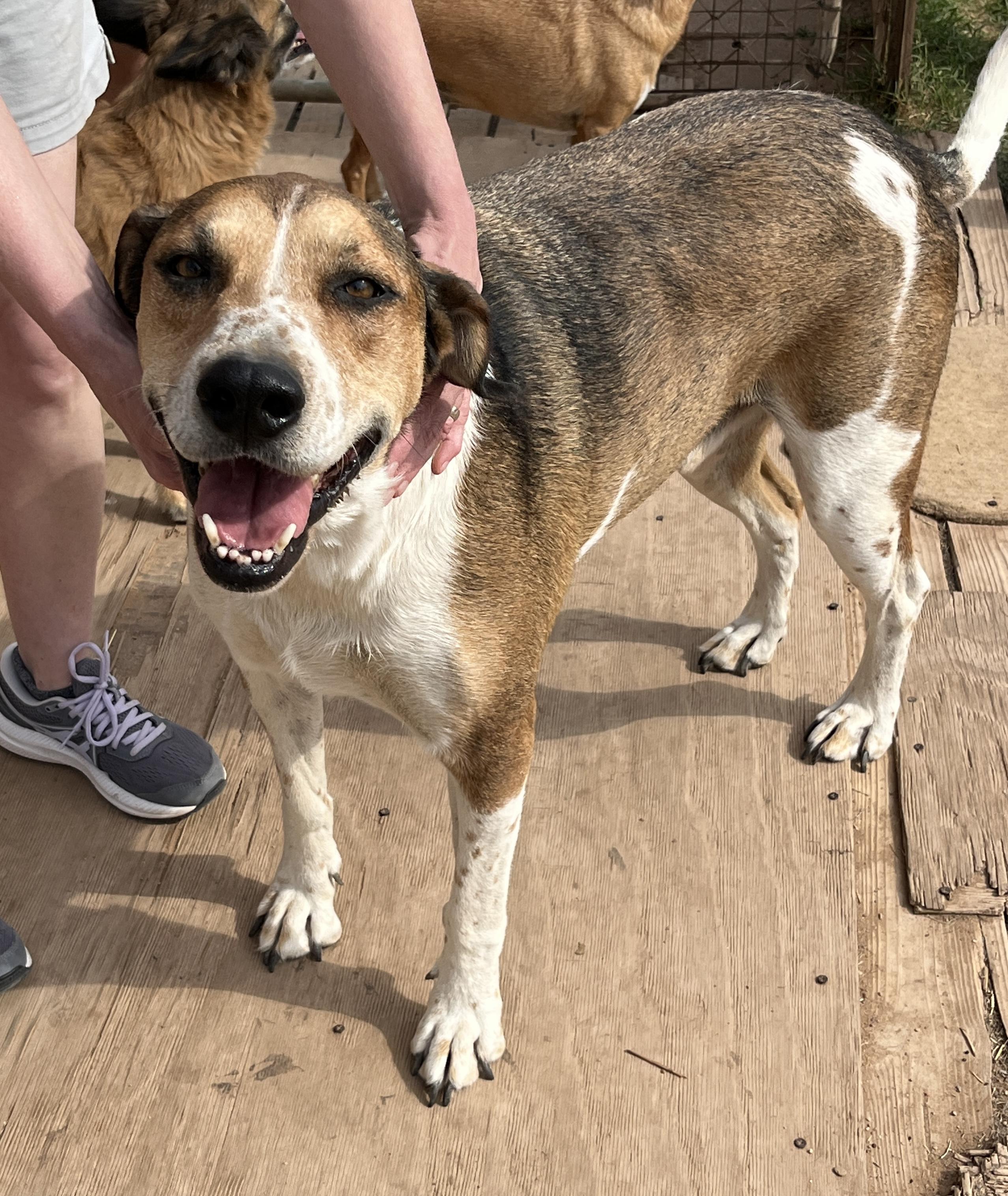 Big Jake, a Adoptable mixed breed in Moscow, PA image 1/6