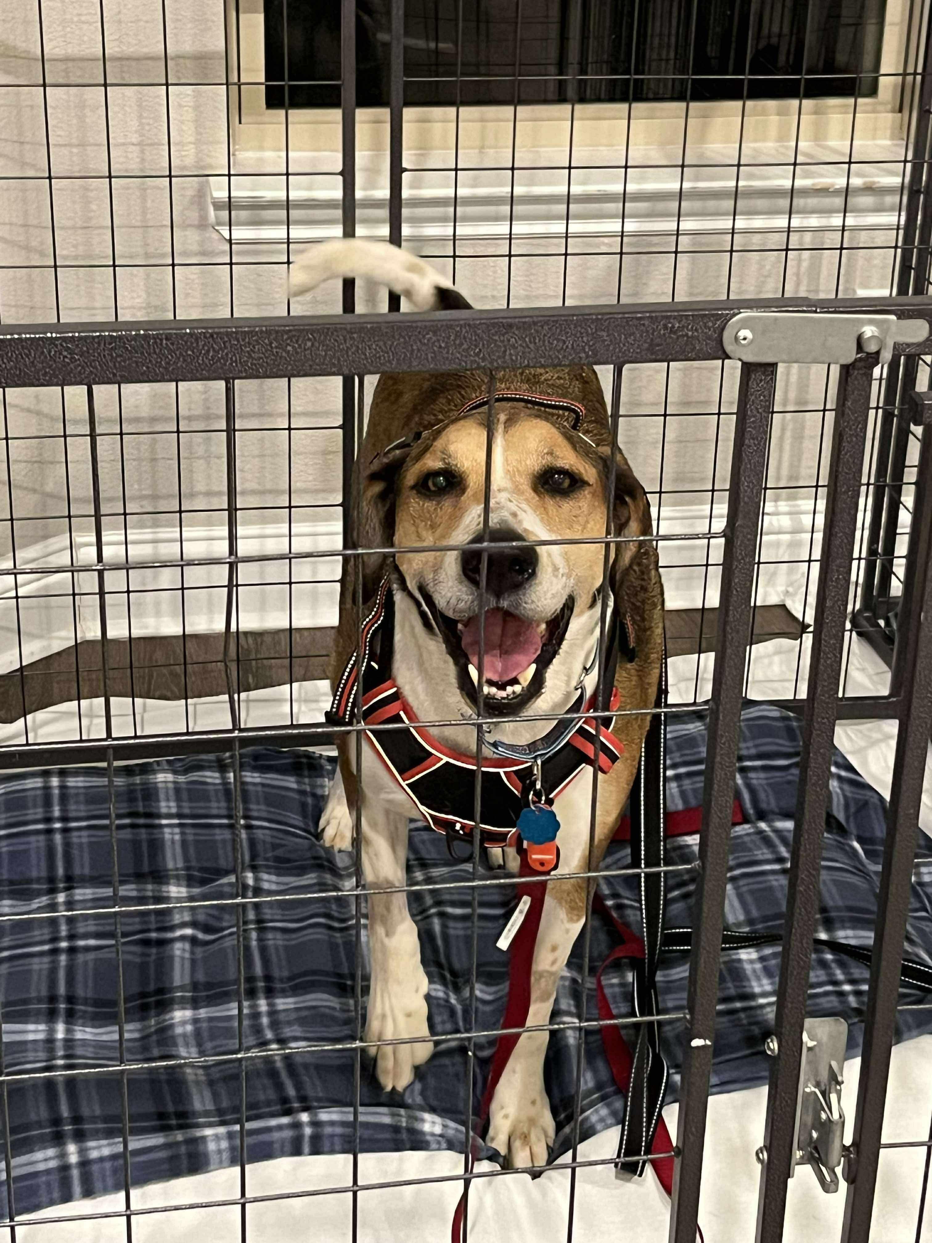 Big Jake, a Adoptable mixed breed in Moscow, PA image 3/6