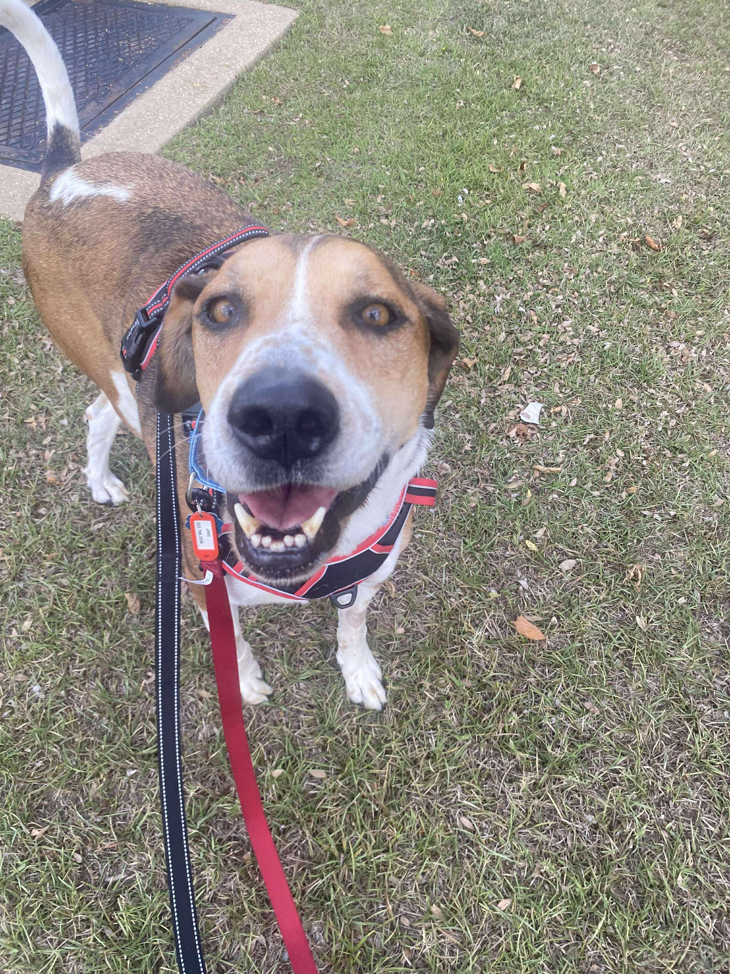 Big Jake, a Adoptable mixed breed in Moscow, PA image 4/6