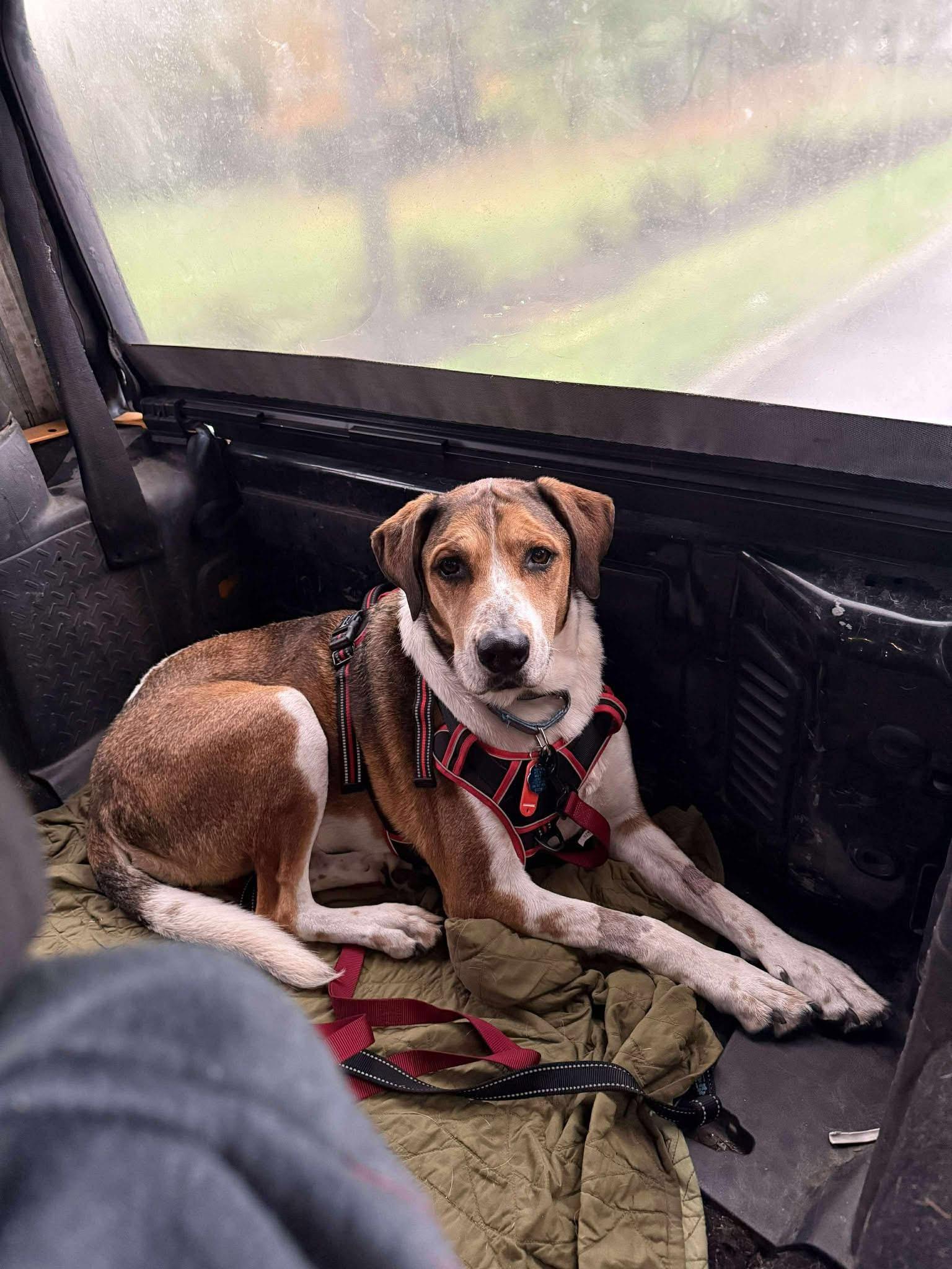 Big Jake, a Adoptable mixed breed in Moscow, PA image 6/6