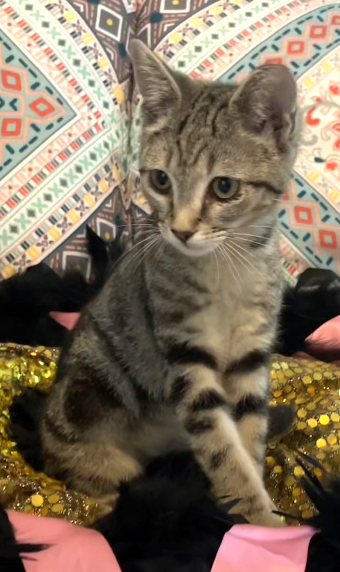 Enlarge Charlotte , an adopted Domestic Short Hair in Charlotte, NC image 3/6