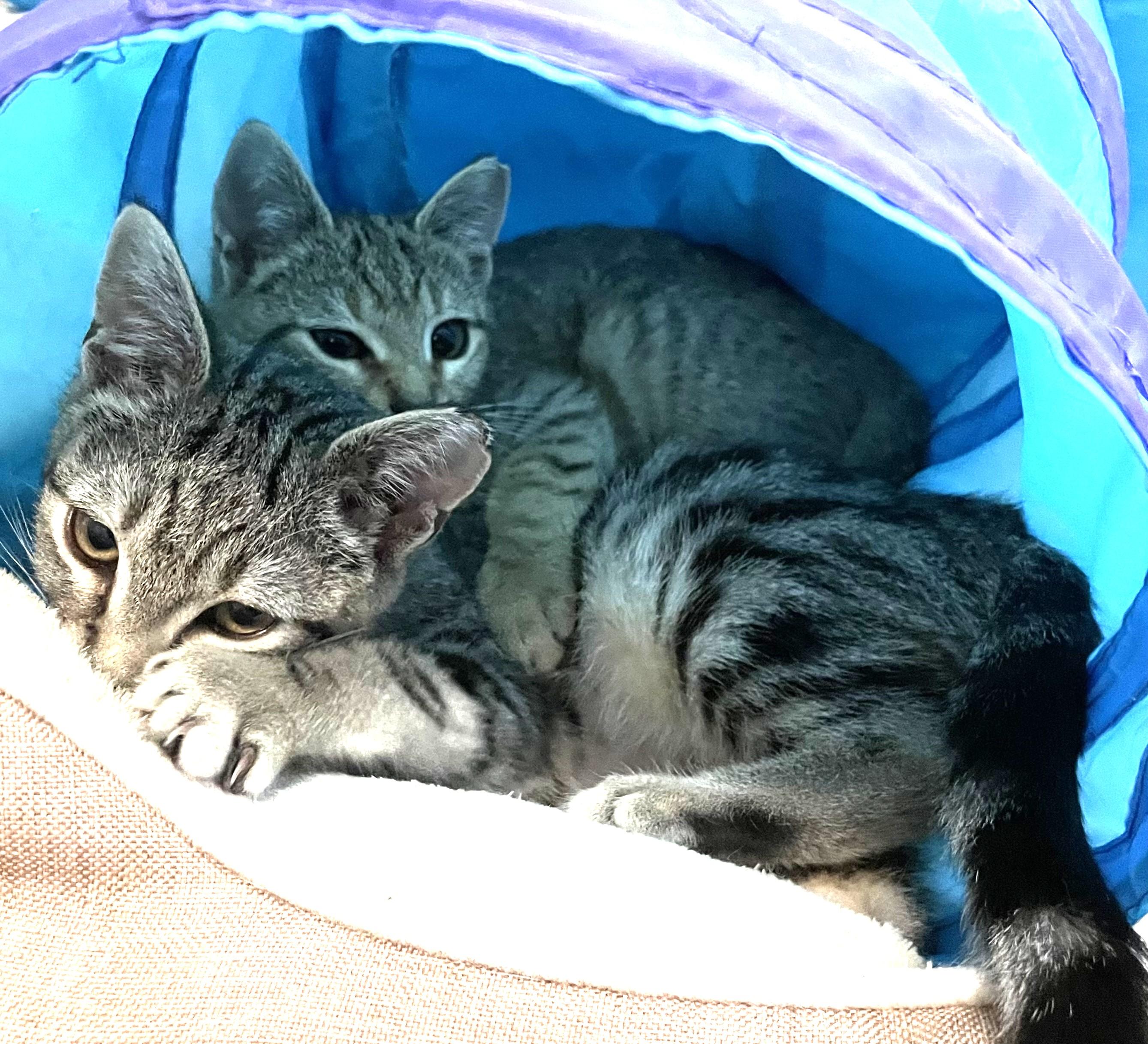 Enlarge Charlotte , an adopted Domestic Short Hair in Charlotte, NC image 5/6