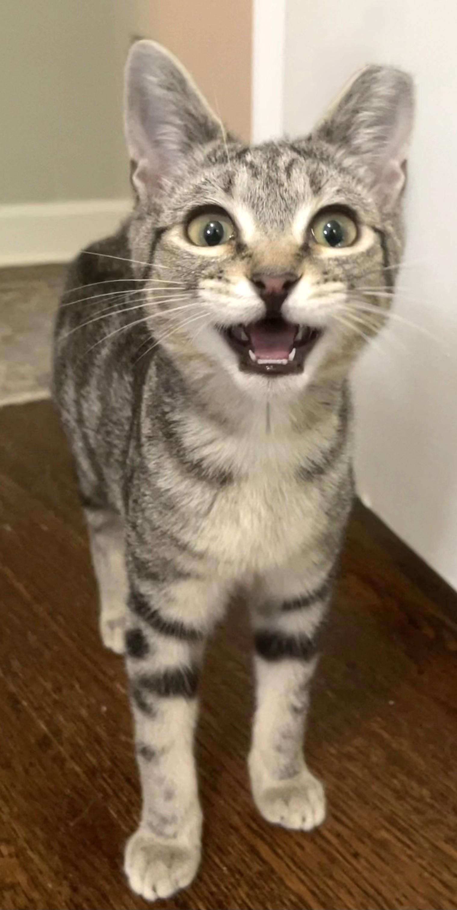 Enlarge Charlotte , an adopted Domestic Short Hair in Charlotte, NC image 6/6