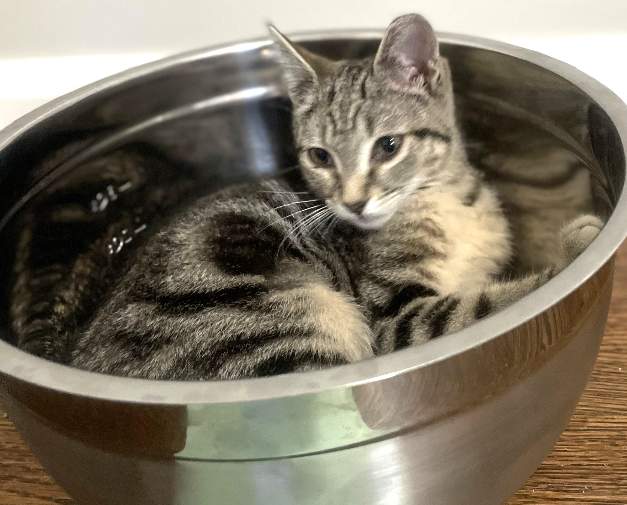 Enlarge Charlotte , an adopted Domestic Short Hair in Charlotte, NC image 4/6