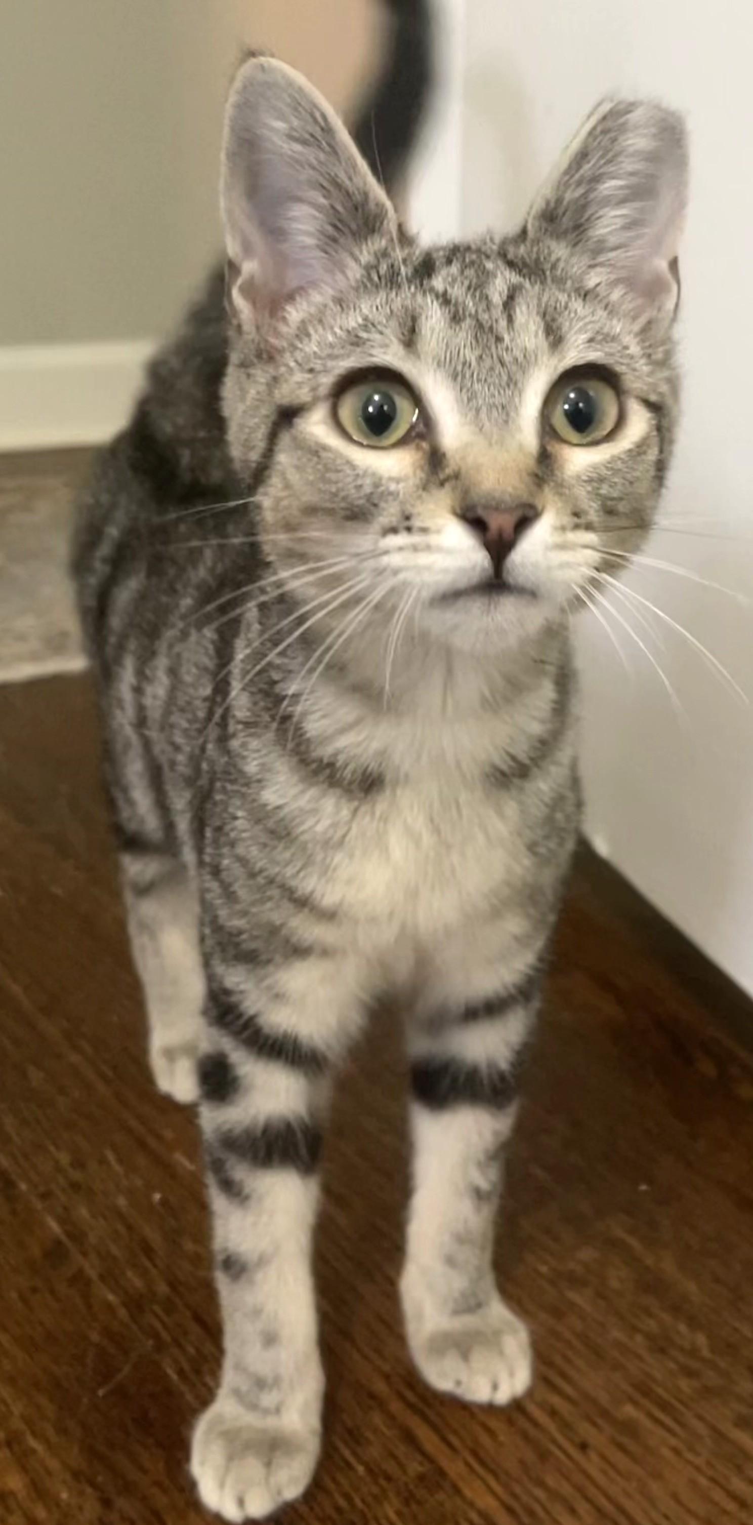 Enlarge Charlotte , an adopted Domestic Short Hair in Charlotte, NC image 2/6