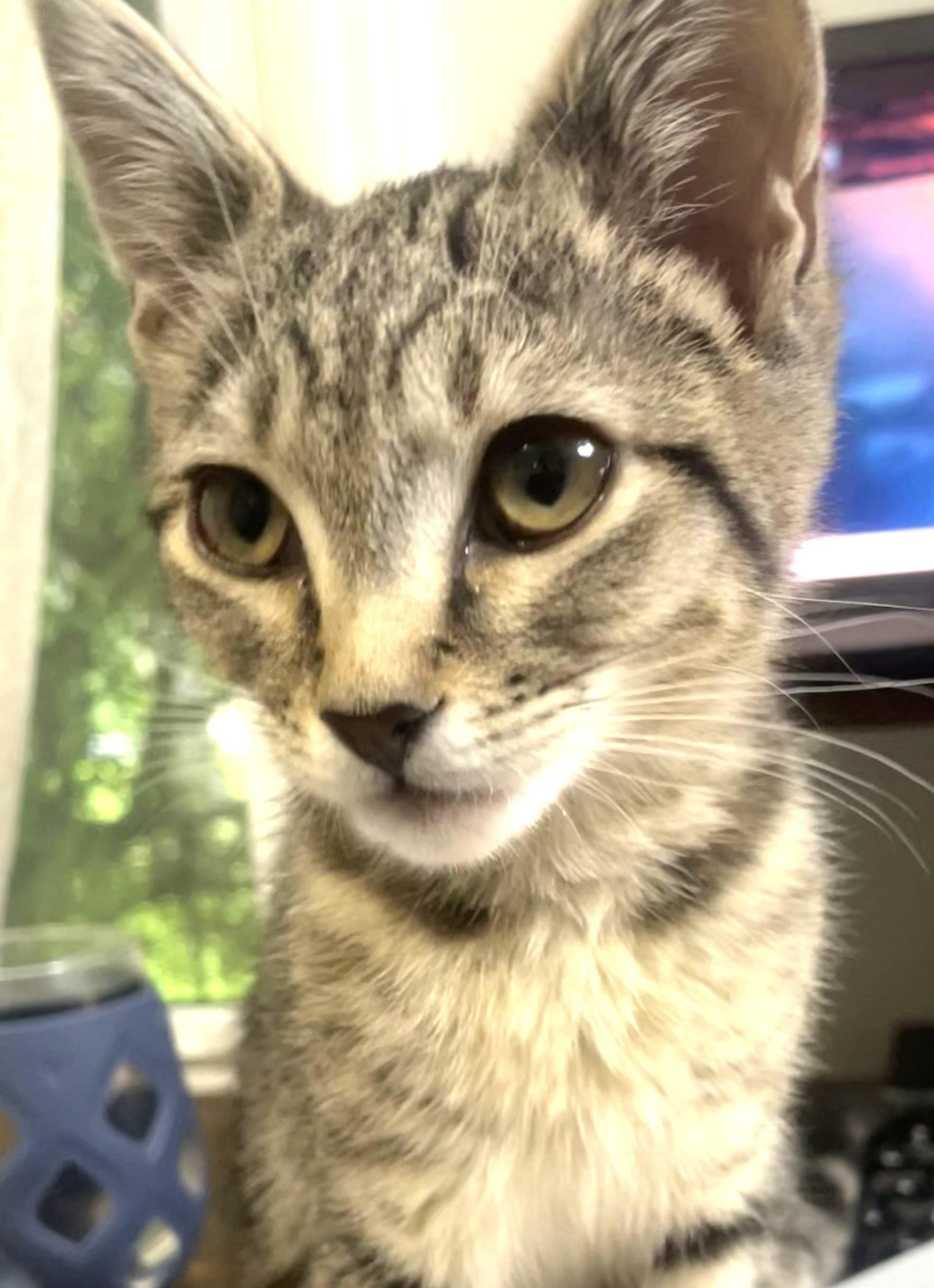 Enlarge Charlotte , an adopted Domestic Short Hair in Charlotte, NC image 1/6