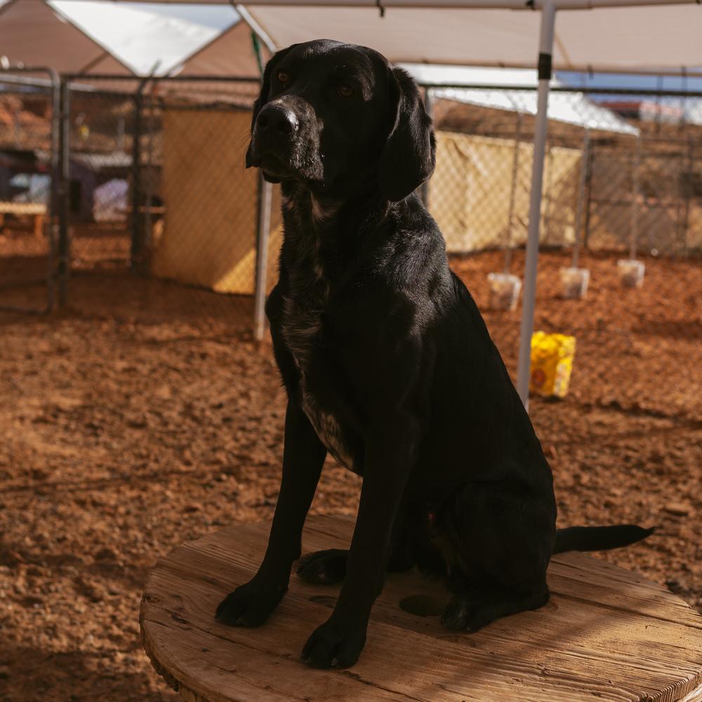 Andy, Adoptable, Adult Male Labrador Retriever & Hound.