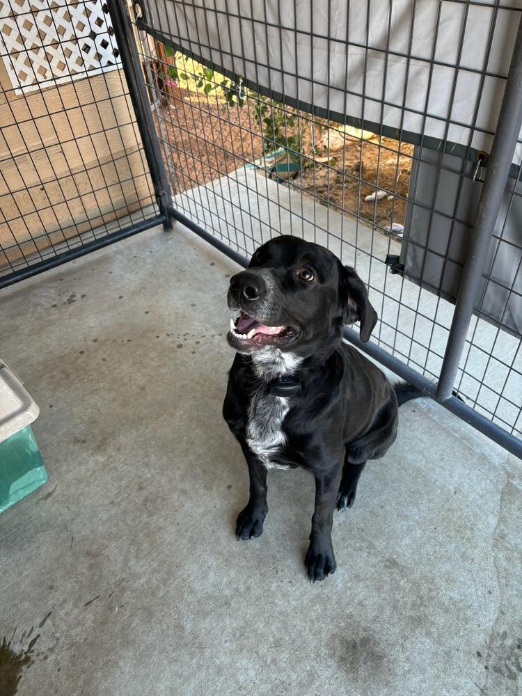 Andy, a Adoptable mixed breed in Page, AZ image 2/4