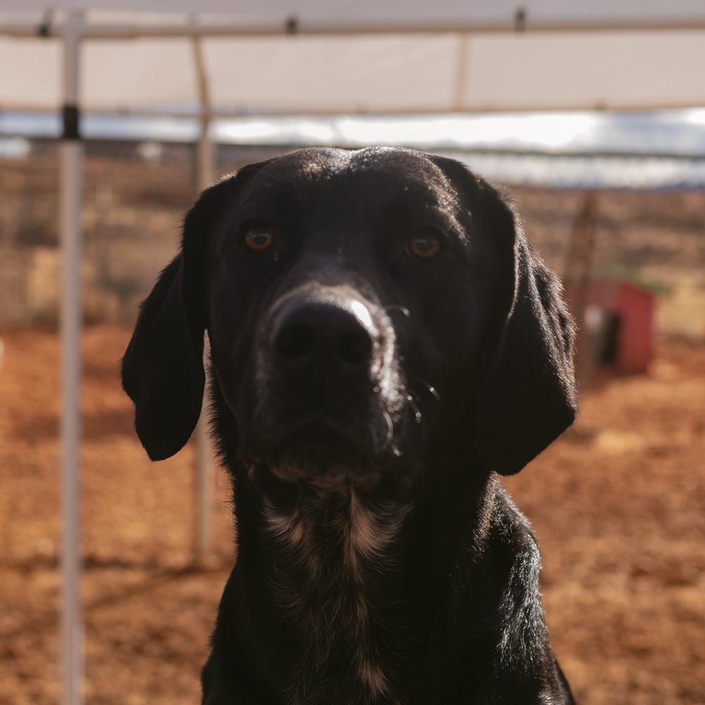 Andy, a Adoptable mixed breed in Page, AZ image 3/4