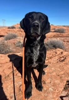 Andy, a Adoptable mixed breed in Page, AZ image 4/4