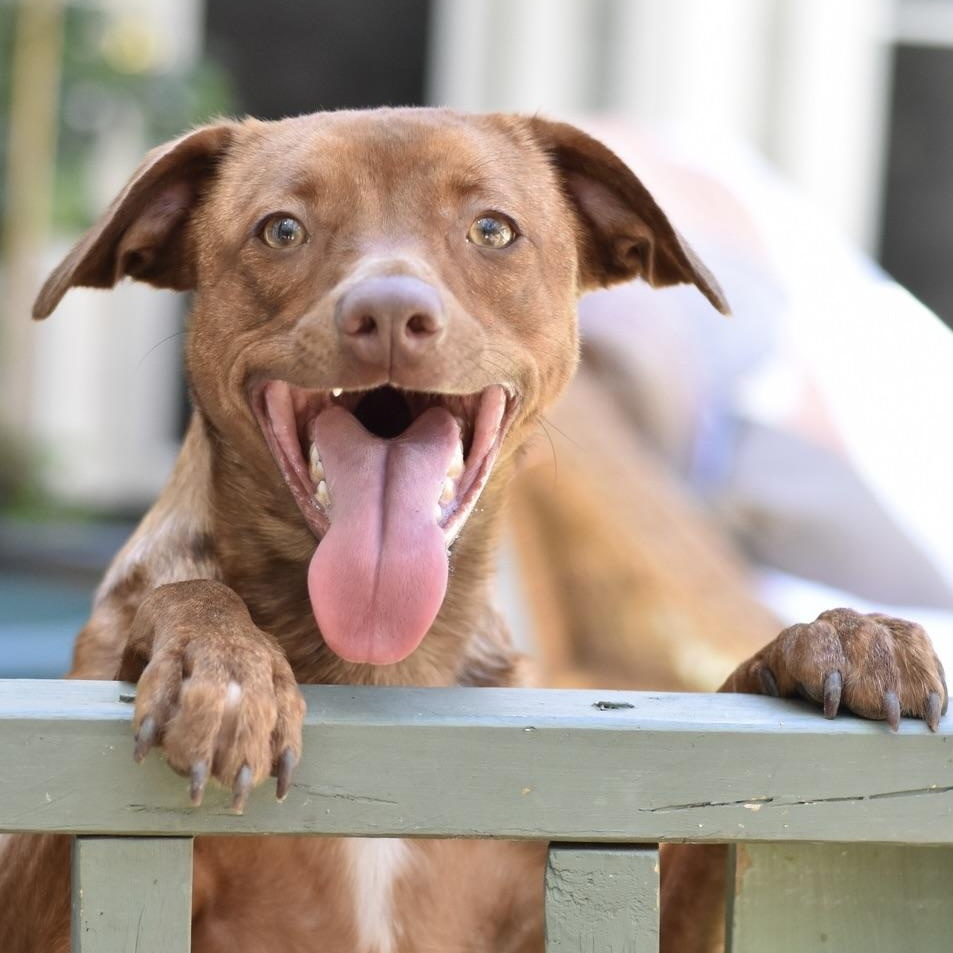 Enlarge Sadie, a Adoptable mixed breed in Appleton, WI image 2/6