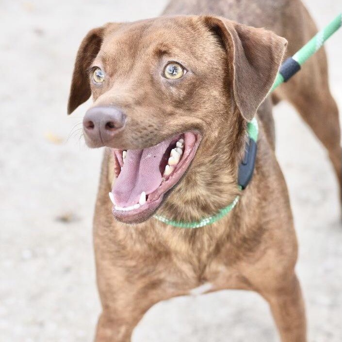 Enlarge Sadie, a Adoptable mixed breed in Appleton, WI image 4/6
