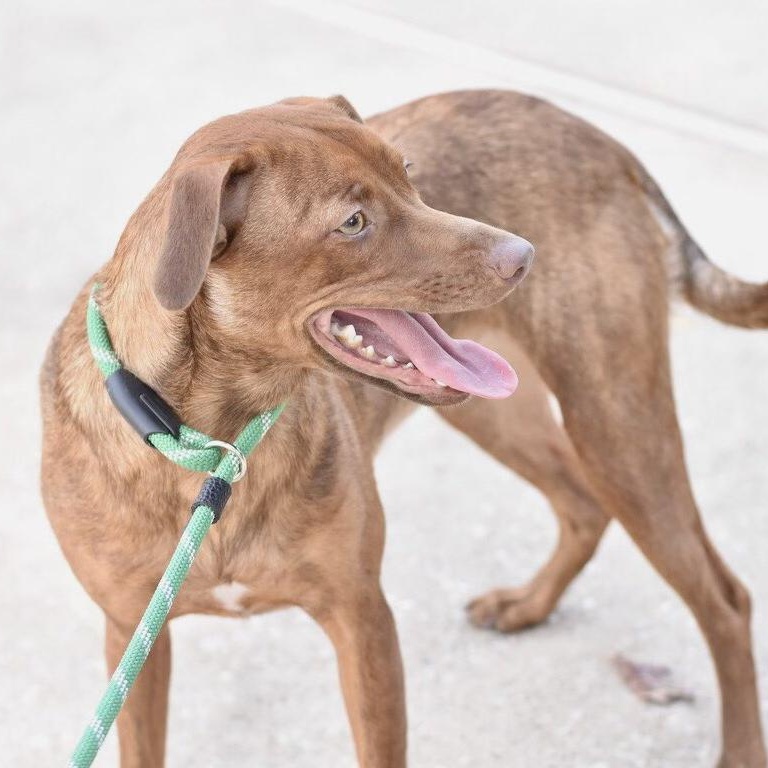 Enlarge Sadie, a Adoptable mixed breed in Appleton, WI image 3/6