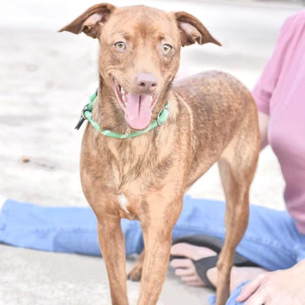 Enlarge Sadie, a Adoptable mixed breed in Appleton, WI image 1/6