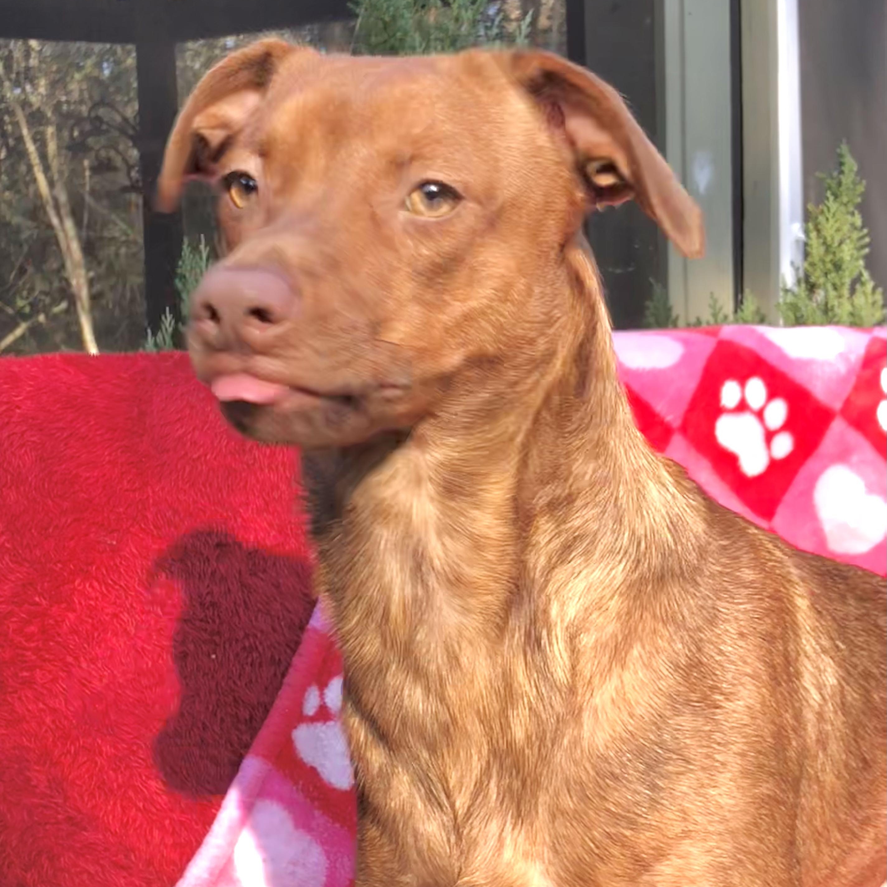 Enlarge Sadie, a Adoptable mixed breed in Appleton, WI image 6/6