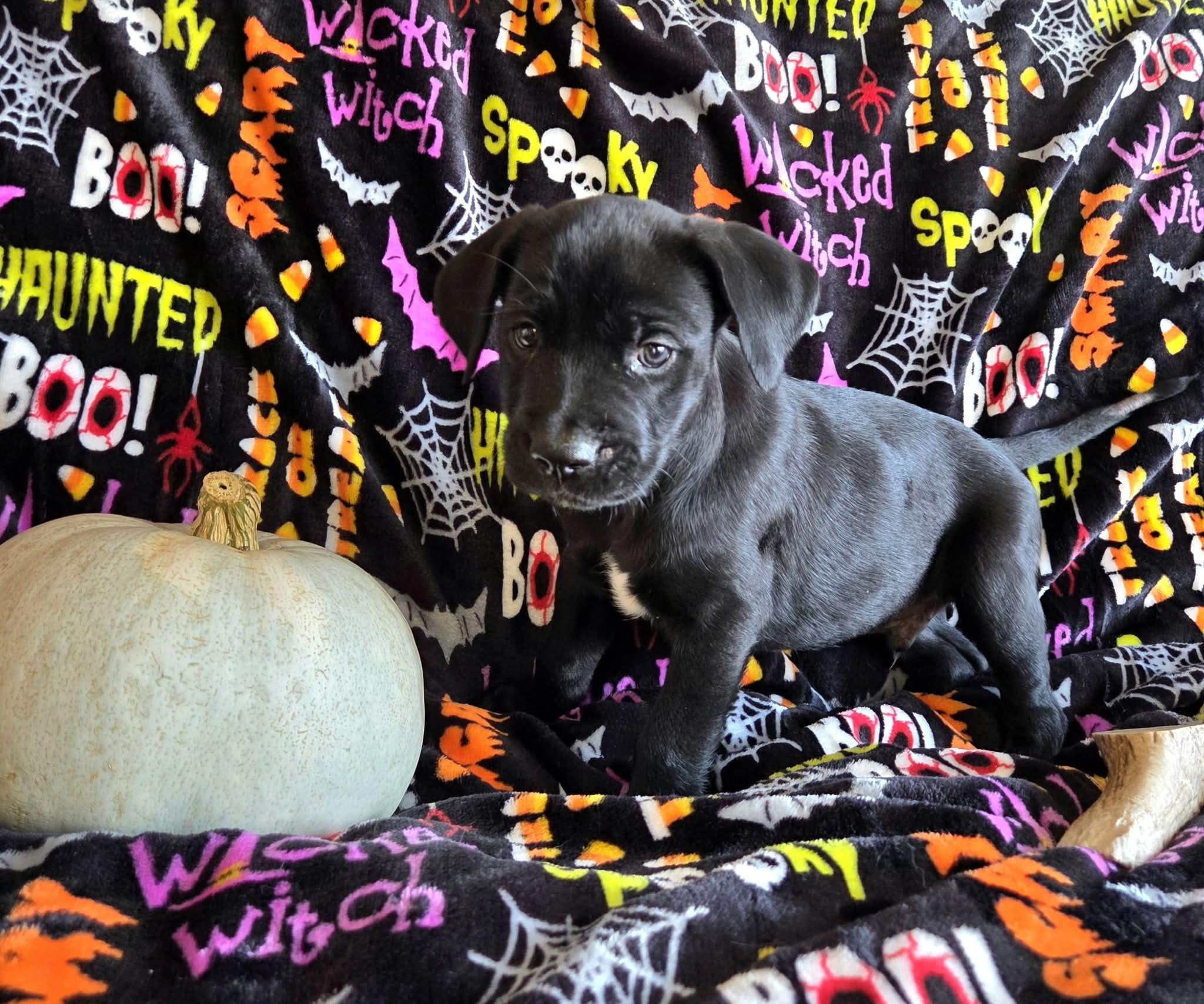 JB the Golden Retriever Mix Puppy photo