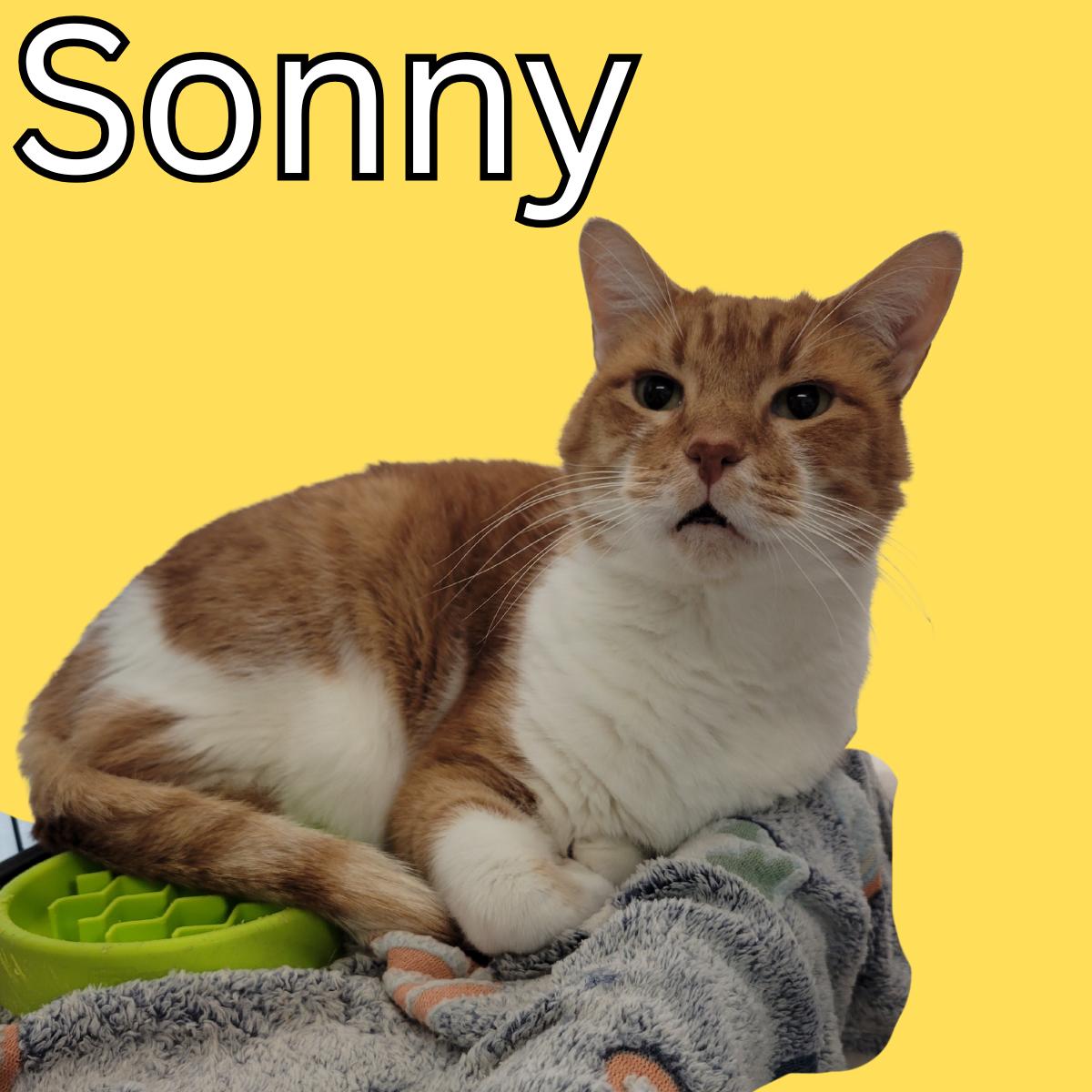 Enlarge Sonny, a Adoptable Domestic Short Hair in South Padre Island, TX image 1/1