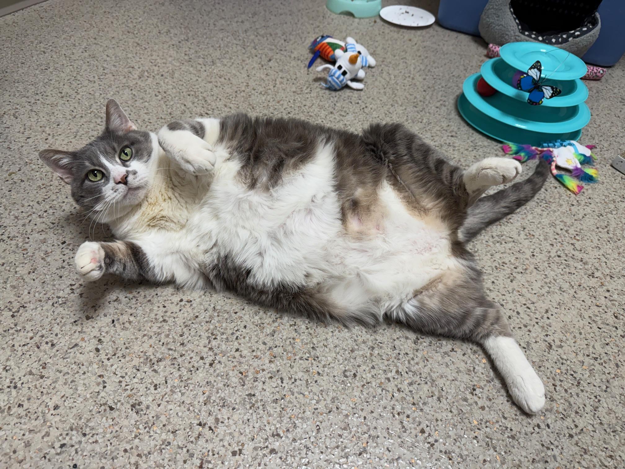 Enlarge DJ Catnip - BIG CHONKY CHILL LOVERBOY!, an adopted Domestic Short Hair in Oshkosh, WI image 1/6