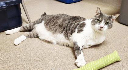 DJ Catnip - BIG CHONKY CHILL LOVERBOY!, a ADOPTABLE Domestic Short Hair in Oshkosh, WI image 4/6