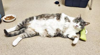 DJ Catnip - BIG CHONKY CHILL LOVERBOY!, a ADOPTABLE Domestic Short Hair in Oshkosh, WI image 2/6